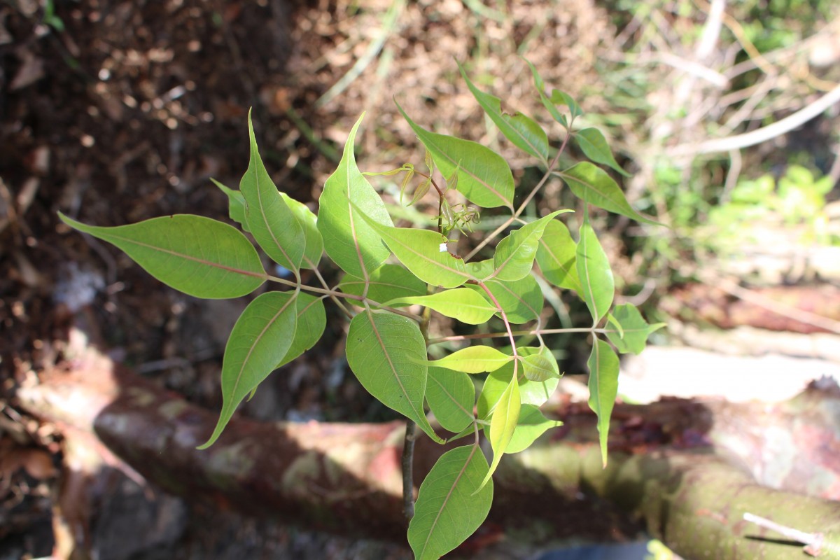 Commiphora caudata (Wight & Arn.) Engl.